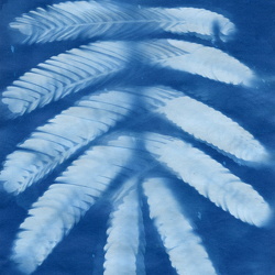Cyanotypes