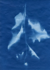 fivemile cyanotype 007