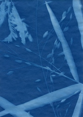 fivemile cyanotype 010