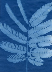 fivemile cyanotype 012