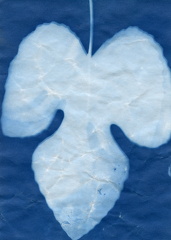 fivemile cyanotype 013